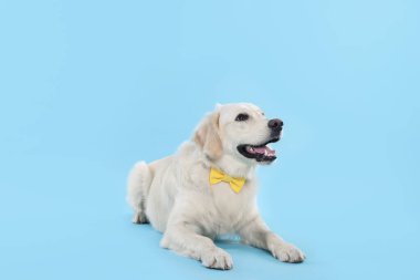 Açık mavi arka planda şık papyonlu şirin Labrador Retriever.