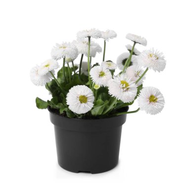 Güzel çiçek açan papatya çiçeği tencerede yalıtılmış beyaz