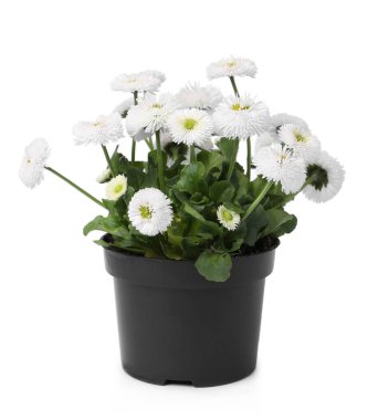 Güzel çiçek açan papatya çiçeği tencerede yalıtılmış beyaz