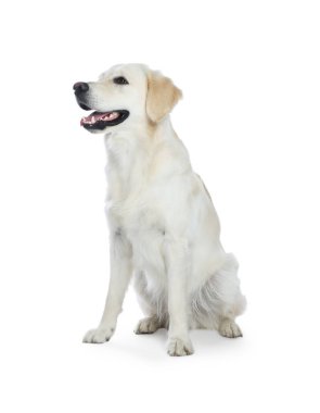Beyaz arka planda şirin Labrador Retriever. Sevimli hayvan