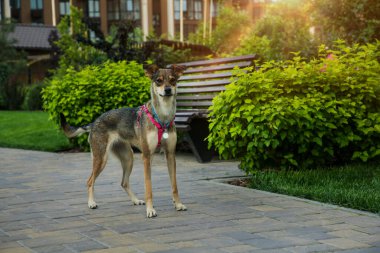 Kaldırımda sevimli bir köpek, mesaj için yer var.