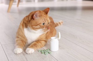 Tatlı zencefilli kedi ve içeride vitamin hapları. Metin için boşluk