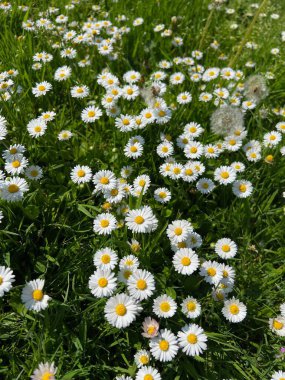 Güzel beyaz papatya çiçekleri, karahindibalar ve açık havada yetişen yeşil çimenler.
