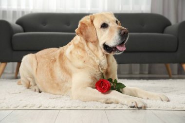 Tatlı Labrador Retriever, odada yumuşak halıda kırmızı gül çiçeğiyle.
