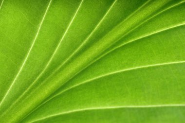 Arkaplan olarak yeşil yaprağın makro fotoğrafı