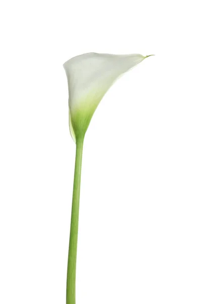 美丽的花椰菜百合花在白色上被隔离 — 图库照片