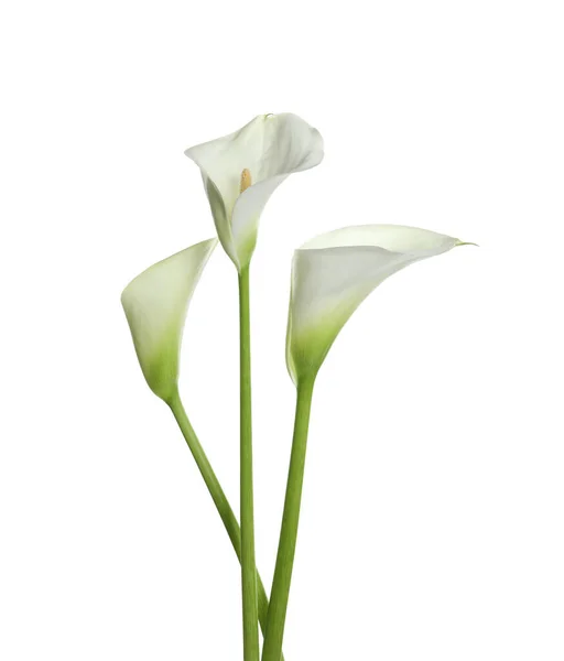 Όμορφα Λουλούδια Κρίνου Λευκό Φόντο — Φωτογραφία Αρχείου