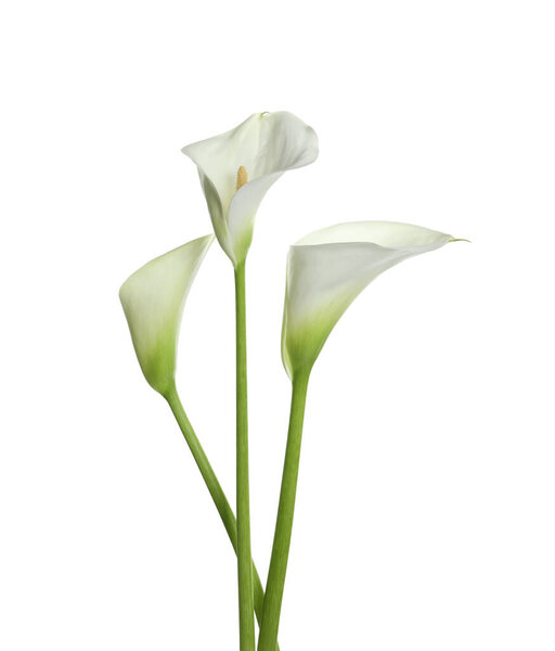 Beautiful calla lily flowers on white background
