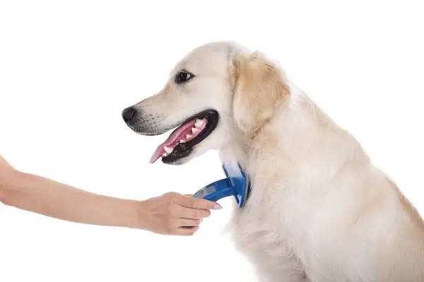 Frau Bürstet Niedliches Labrador Retriever Hundehaar Auf Weißem Hintergrund Nahaufnahme — Stockfoto