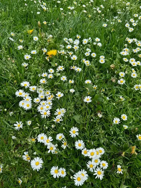 Hermosas Flores Blancas Hierba Verde Creciendo Aire Libre Por Encima — Foto de Stock
