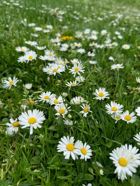Schöne Blumen Und Grünes Gras Das Draußen Wächst — Stockfoto