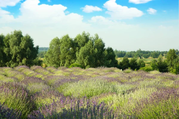 Vacker Utsikt Över Blommande Lavendel Växer Fält — Stockfoto