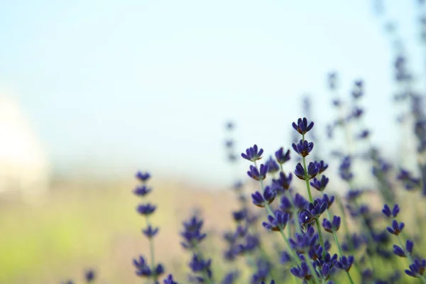 Beautiful Blooming Lavender Growing Field Closeup Space Text — Stock Photo, Image