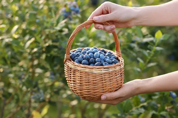女人与柳条篮新鲜蓝莓户外 季节性浆果 — 图库照片