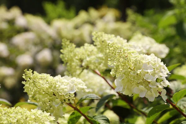 Schöne Hortensie Mit Blühenden Weißen Blumen Die Garten Wachsen — Stockfoto