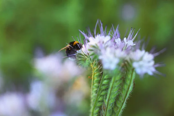 Bumblebee Beautiful Blooming Flower Meadow Summer Closeup — Stock Photo, Image