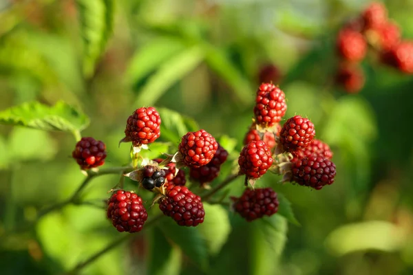 Unripe Blackberries Growing Bush Outdoors Closeup — Stock Photo, Image