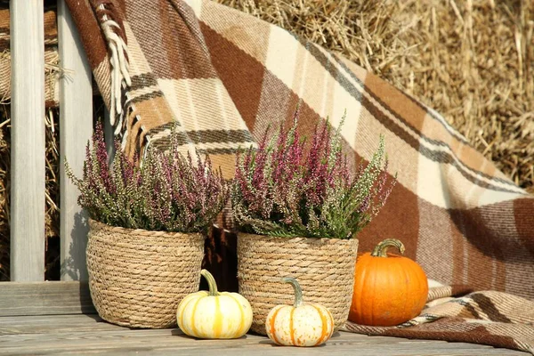 Beautiful Composition Heather Flowers Pots Pumpkins Wooden Bench Outdoors — Stock Photo, Image