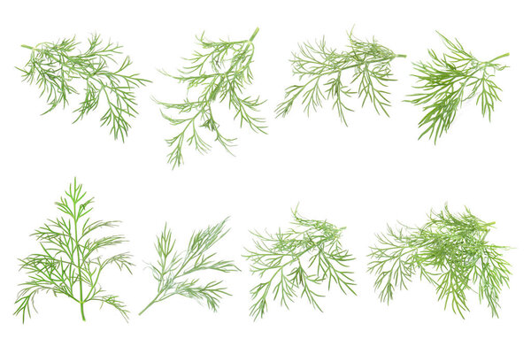 Set of fresh dill isolated on white