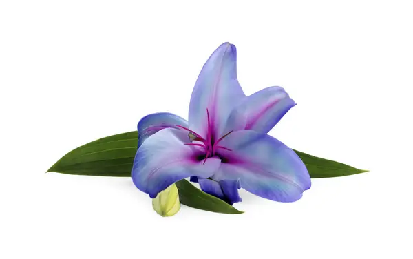 Increíble Flor Lirio Colores Azul Violeta Aislado Blanco — Foto de Stock