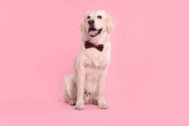 Pembe arka planda şık papyonlu şirin Labrador Retriever.