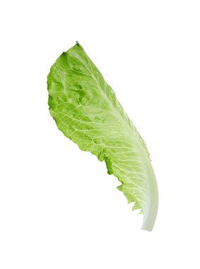 Taze yeşil marul yaprağı beyaza izole edilmiş.