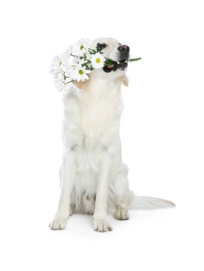 Beyaz arka planda güzel papatya çiçekleri olan şirin Labrador Retriever.