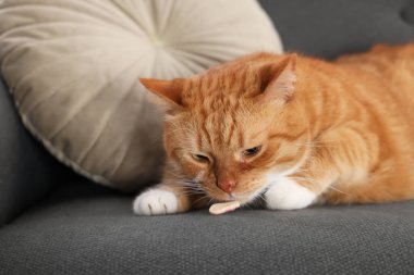 Evdeki kanepede vitamin hapı yiyen sevimli kızıl kedi.