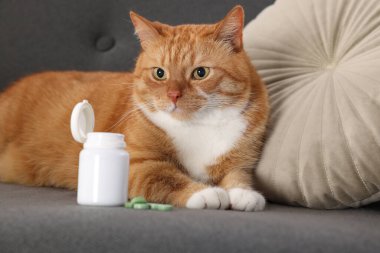 Tatlı kızıl kedi ve kanepede vitamin hapları, seçici odaklanma.