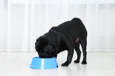 Tatlı Pug köpeği plastik kaseden yemek yiyor.