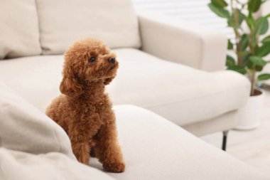 Şirin Maltipoo köpeği rahat koltukta oturuyor, mesaj için yer var. Sevimli hayvan