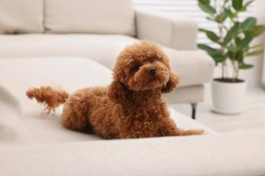 Evdeki rahat koltukta dinlenen sevimli Maltipoo köpeği. Sevimli hayvan