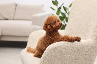 Evdeki koltukta dinlenen sevimli Maltipoo köpeği, mesaj için yer. Sevimli hayvan