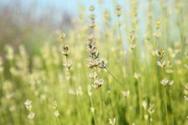 Güzel açan lavanta tarlada büyüyor, yakın plan
