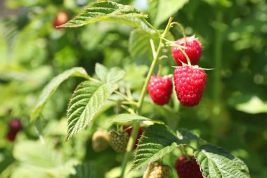 Kırmızı ahududular çalılıklarda büyüyor, yakın plan.