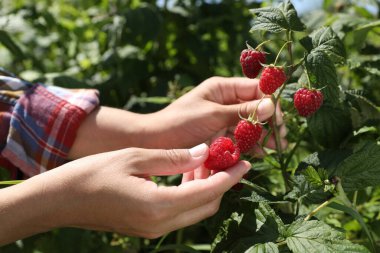 Çalı ağaçlarından olgun ahududu toplayan kadın, yakın plan.