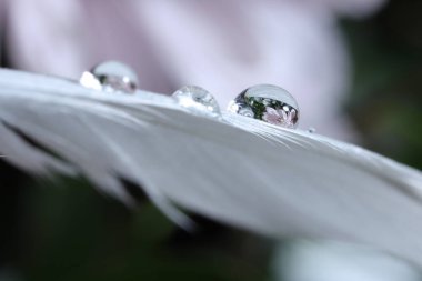 Beyaz tüy üzerine düşen su damlalarının bulanık arkaplan üzerindeki makro fotoğrafı