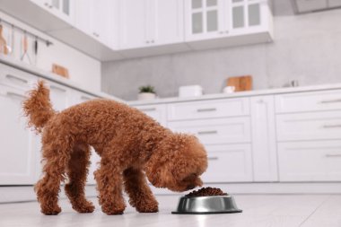 Mutfaktaki metal kaseden beslenen sevimli Maltipoo köpeği. Sevimli hayvan