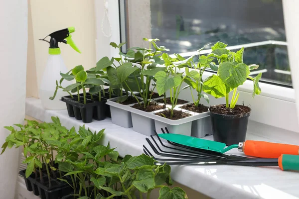 Seedlings growing in plastic containers with soil and gardening tools on windowsill indoors