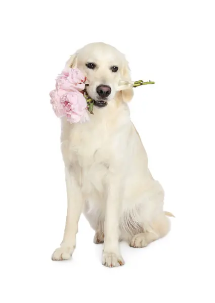Labrador Imut Retriever Dengan Bunga Peony Indah Dengan Latar Belakang — Stok Foto