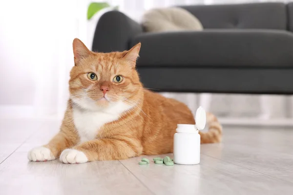 Cute ginger cat and vitamin pills indoors
