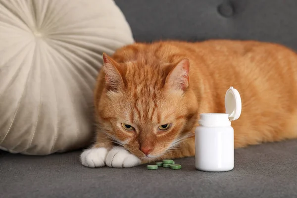 Cute ginger cat and vitamin pills on couch indoors