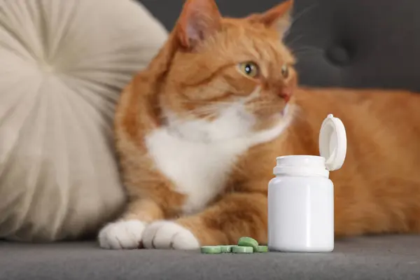 Cute ginger cat and vitamin pills on couch indoors, selective focus