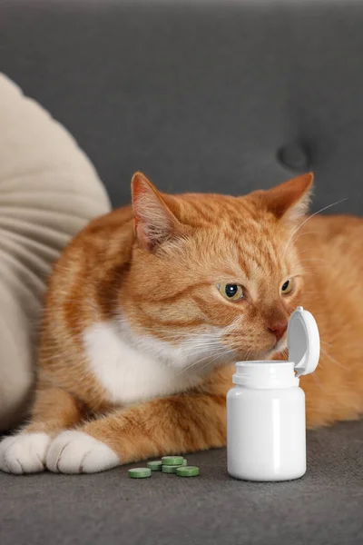 Cute ginger cat and vitamin pills on couch indoors