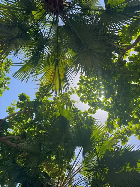 Hermosos Árboles Tropicales Con Hojas Verdes Contra Cielo Azul Vista —  Fotos de Stock