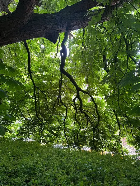 Schöner Kastanienbaum Mit Sattgrünen Blättern Die Freien Wachsen — Stockfoto