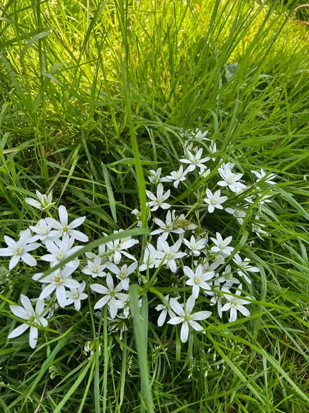 Güzel beyaz Ornithogalum çiçekleri ve açık havada yetişen yeşil otlar.