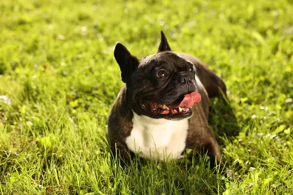 Fransız Bulldog dışarıda yeşil çimlerde yatıyor. Yürüyüşteki sevimli hayvan.