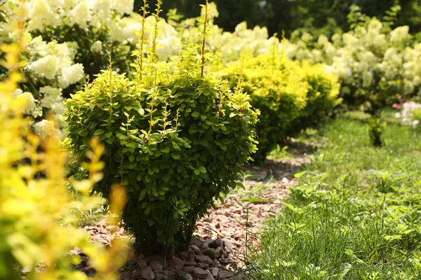 Arbustes Épices Poussant Extérieur Jardinage Aménagement Paysager — Photo
