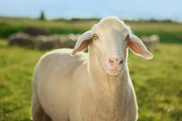Милі Вівці Пасуться Відкритому Повітрі Сонячний День Фермерські Тварини — стокове фото
